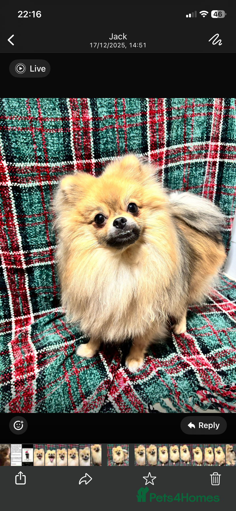 Pomeranian dogs Last Pomeranian boy remaining  - Advert 16