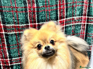 Pomeranian dogs Last Pomeranian boy remaining - Advert 16