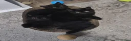 British Shorthair cats for sale: Beautiful Black BSH Kittens £995 GCCF ready 18/9 - Advert 7