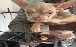 French Bulldog dogs for sale: Stunning boys  - Image 3