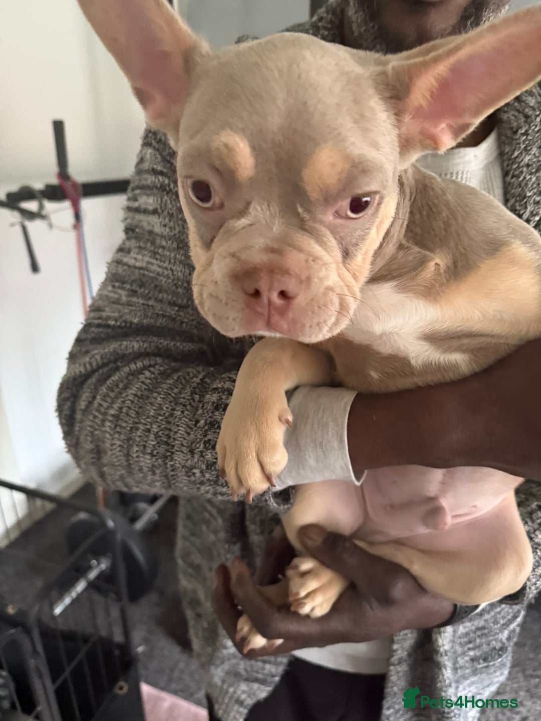 French Bulldog dogs for sale: Stunning boys  - Image 3