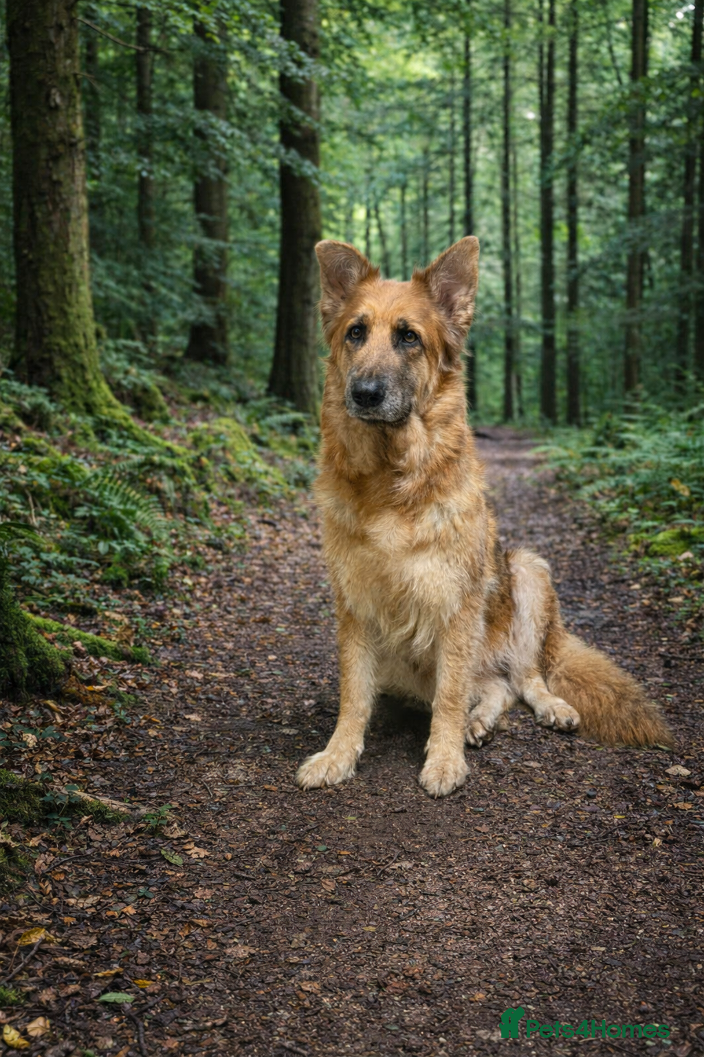 German Shepherd dogs Free to experienced home German shepherd - Advert 4