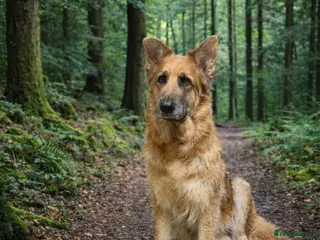 German Shepherd dogs Free to experienced home German shepherd - Advert 4