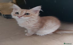 Maine Coon cats for sale: Maine coon x sphynx kittens - Image 2