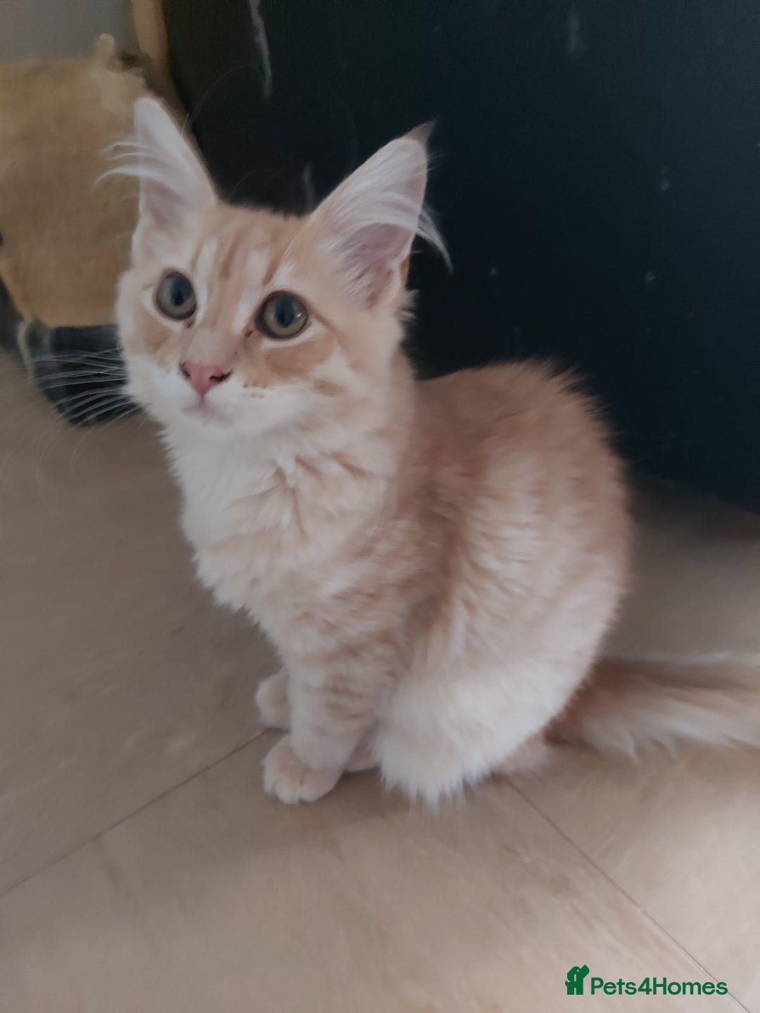 Maine Coon cats for sale: Maine coon x sphynx kittens - Image 2