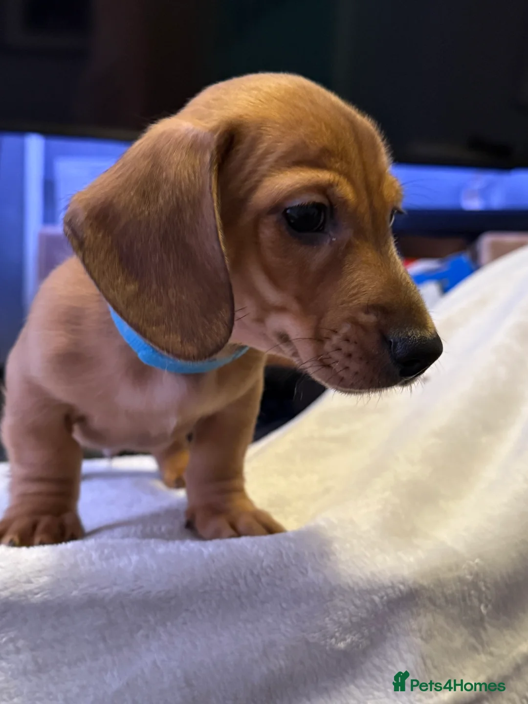 Miniature Dachshund dogs for sale: Ready now! KC miniature dachshund - Advert 13