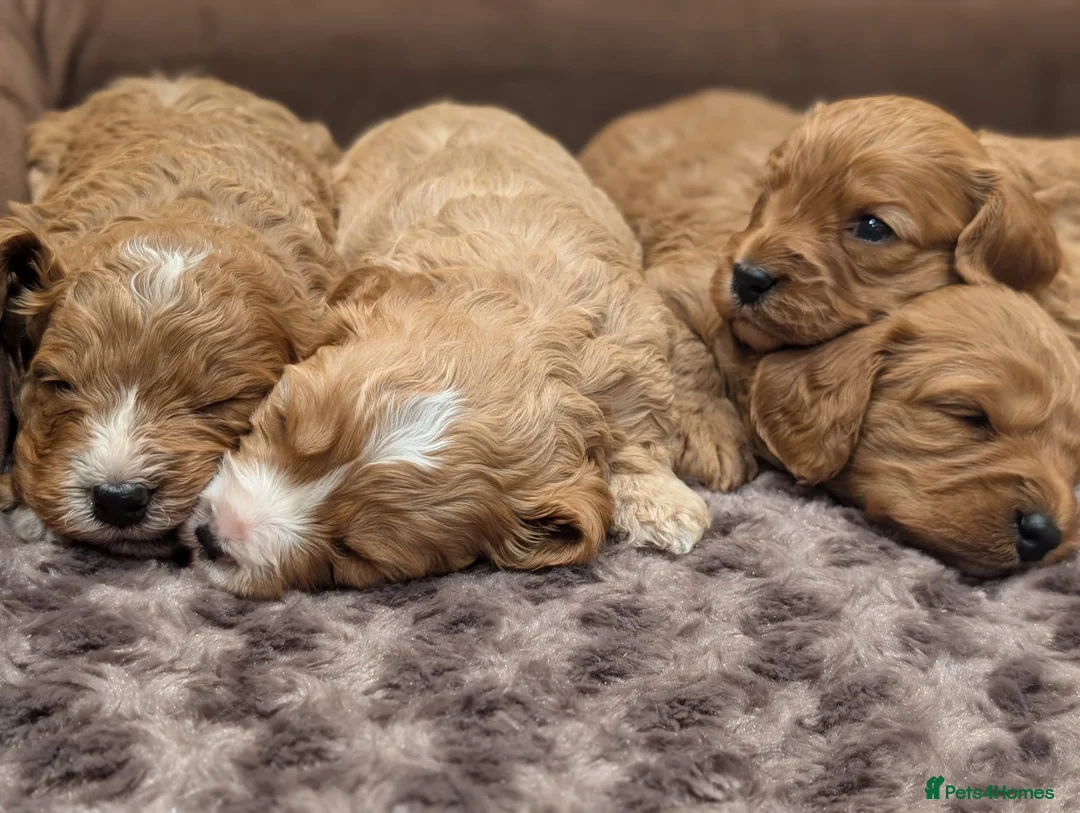 Cavalier King Charles Spaniel dogs for stud: STUNNING KC REG/DNA/HEART TESTED KING CHARLES CAV - Advert 6