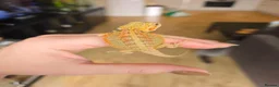 Bearded Dragon reptiles for sale: Baby Bearded Dragons - Advert 4