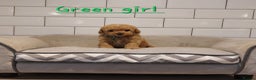 Cavachon dogs for sale: Cavapoochon puppies 💕 - Advert 2