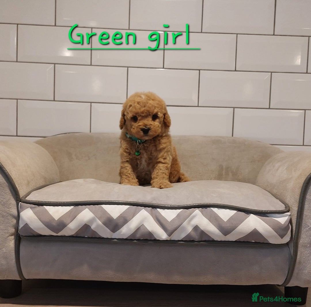 Cavachon dogs for sale: Cavapoochon puppies 💕 - Advert 2