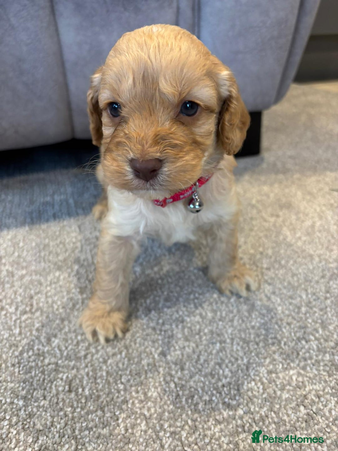 Cockapoo dogs for sale: Six stunning cockapoo puppies - Advert 32