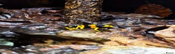 Frog reptiles for sale: Leucomelas Dart Froglets - Advert 5