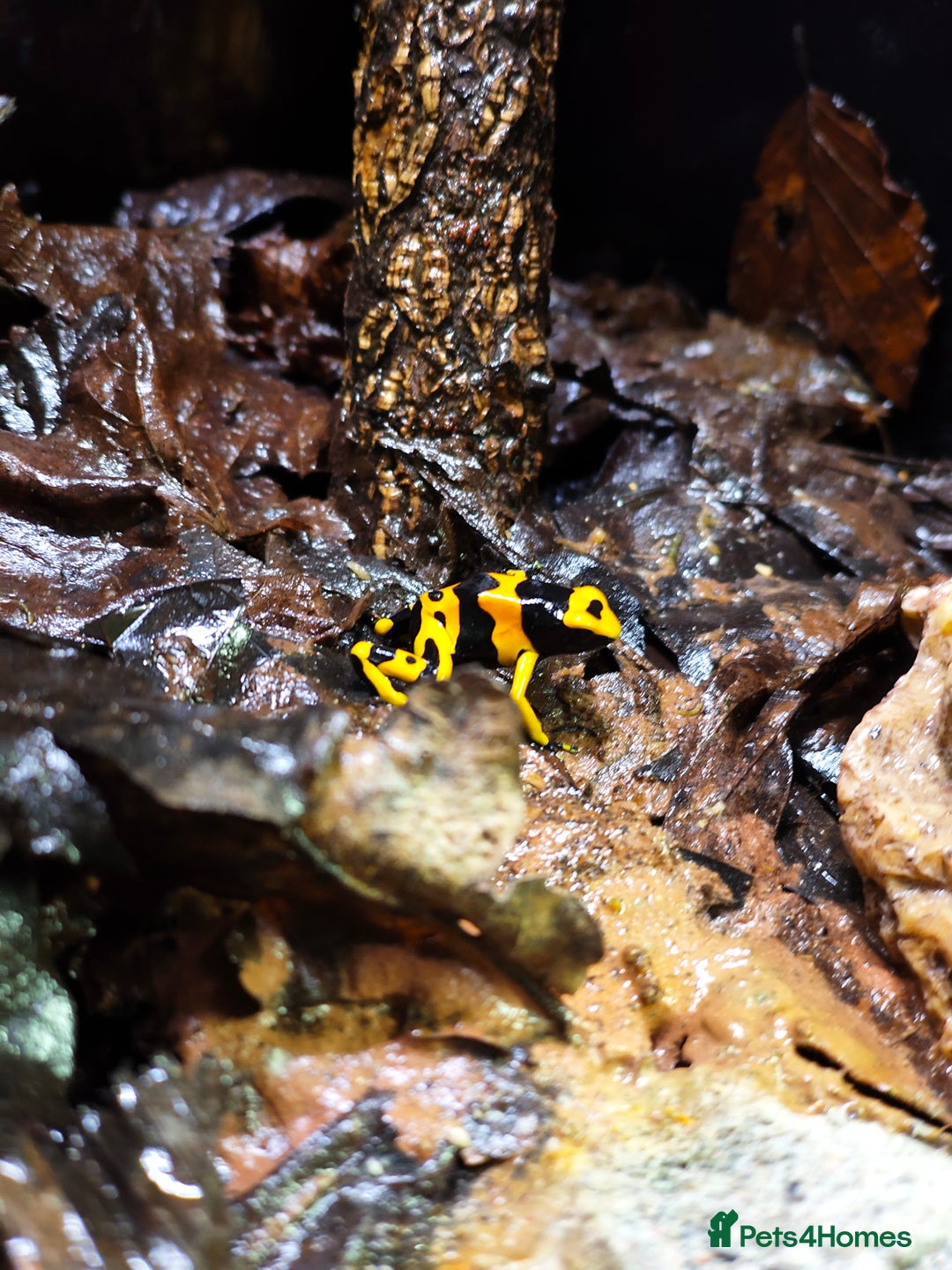 Frog reptiles for sale: Leucomelas Dart Froglets - Advert 5