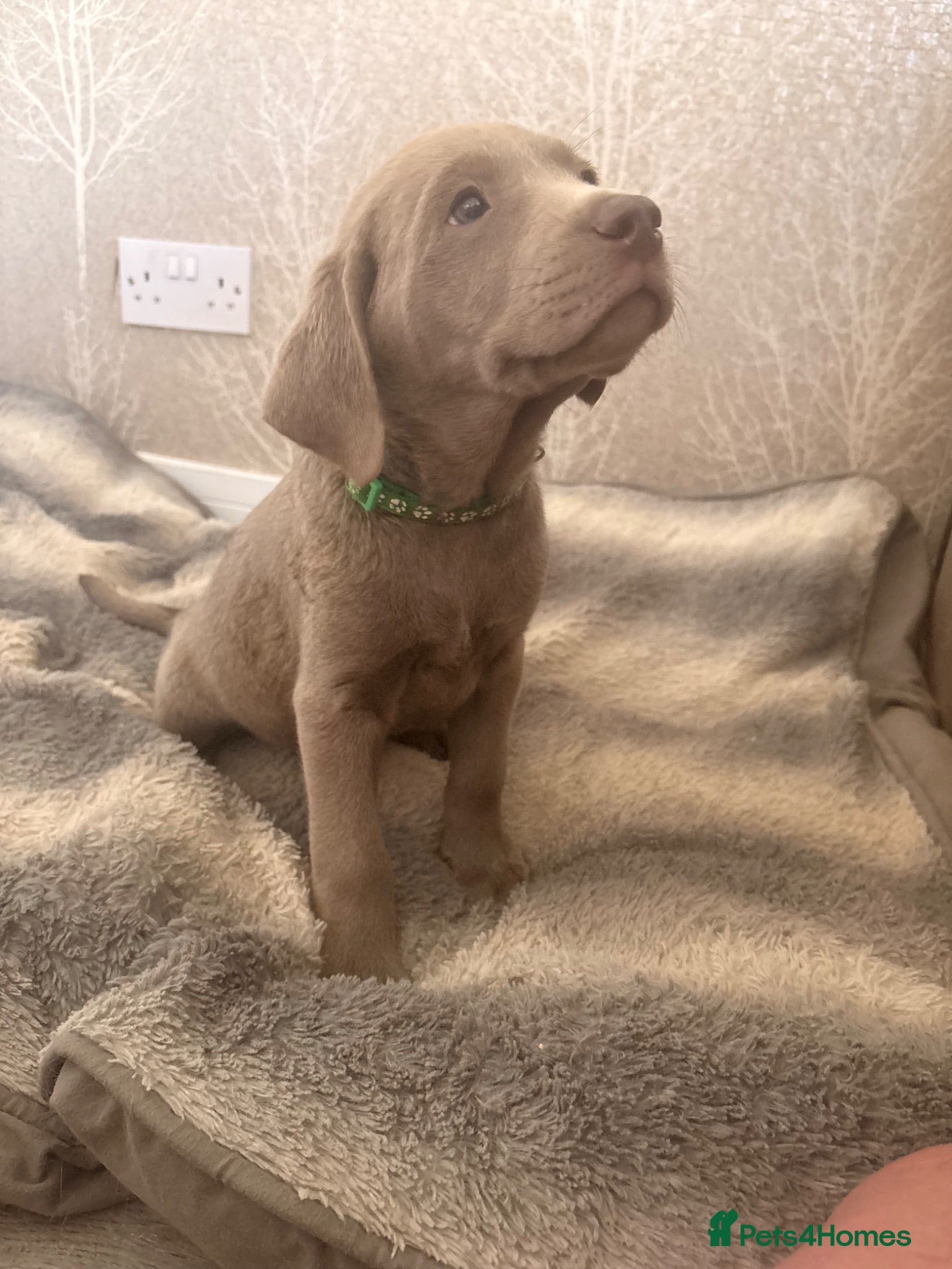 Labrador Retriever dogs 1 Boy left KC Silver Labrador ready Tuesday  - Advert 1