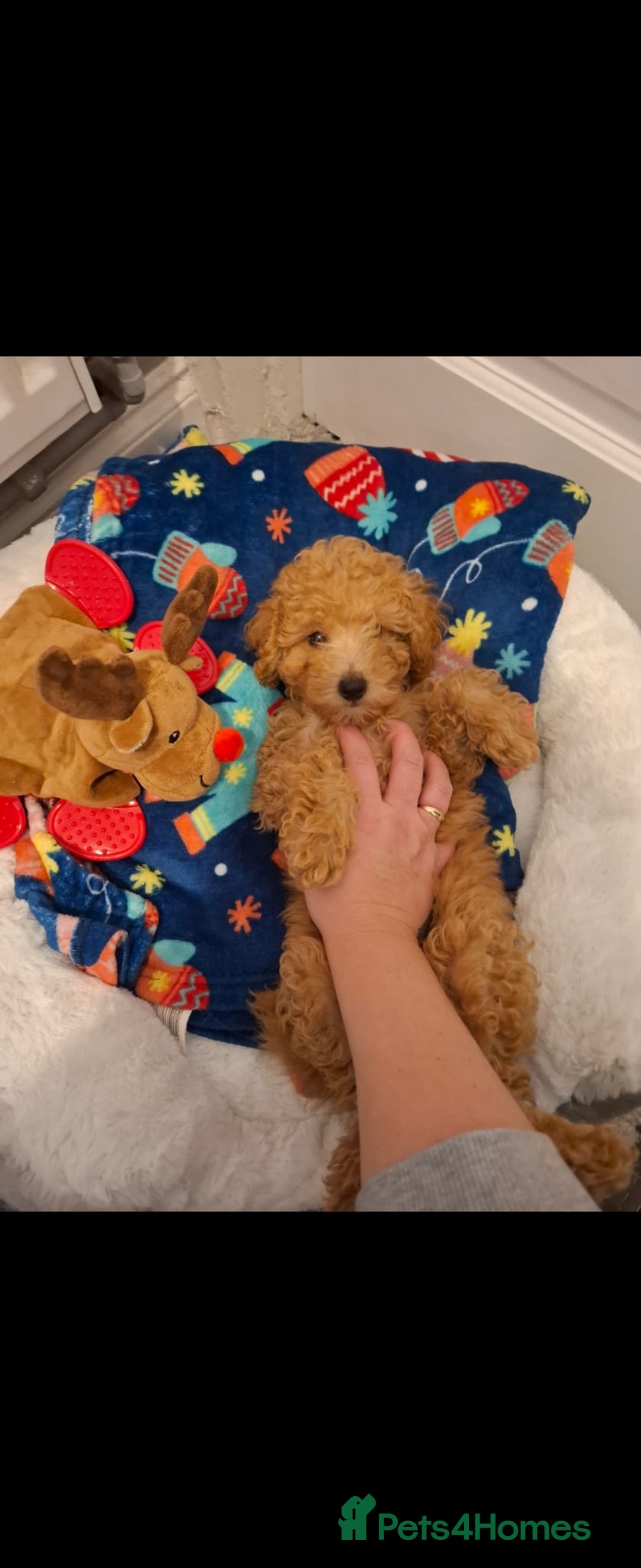 Mixed Breed dogs for sale: Toy poddle - Advert 3