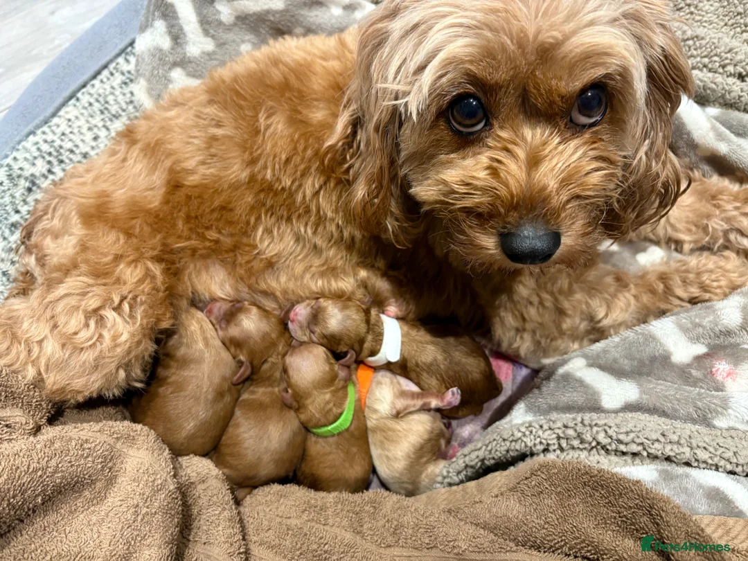 Cavapoo dogs for sale: extensively health tested toy cavapoo litter - Advert 25