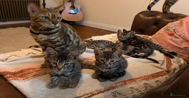 Bengal cats - Advert 6
