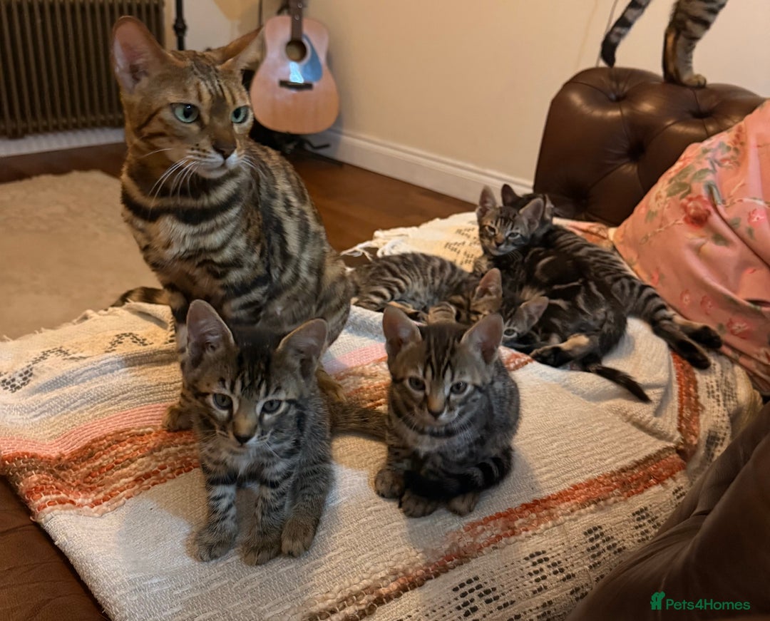 Bengal cats for sale: Bengal - Image 3