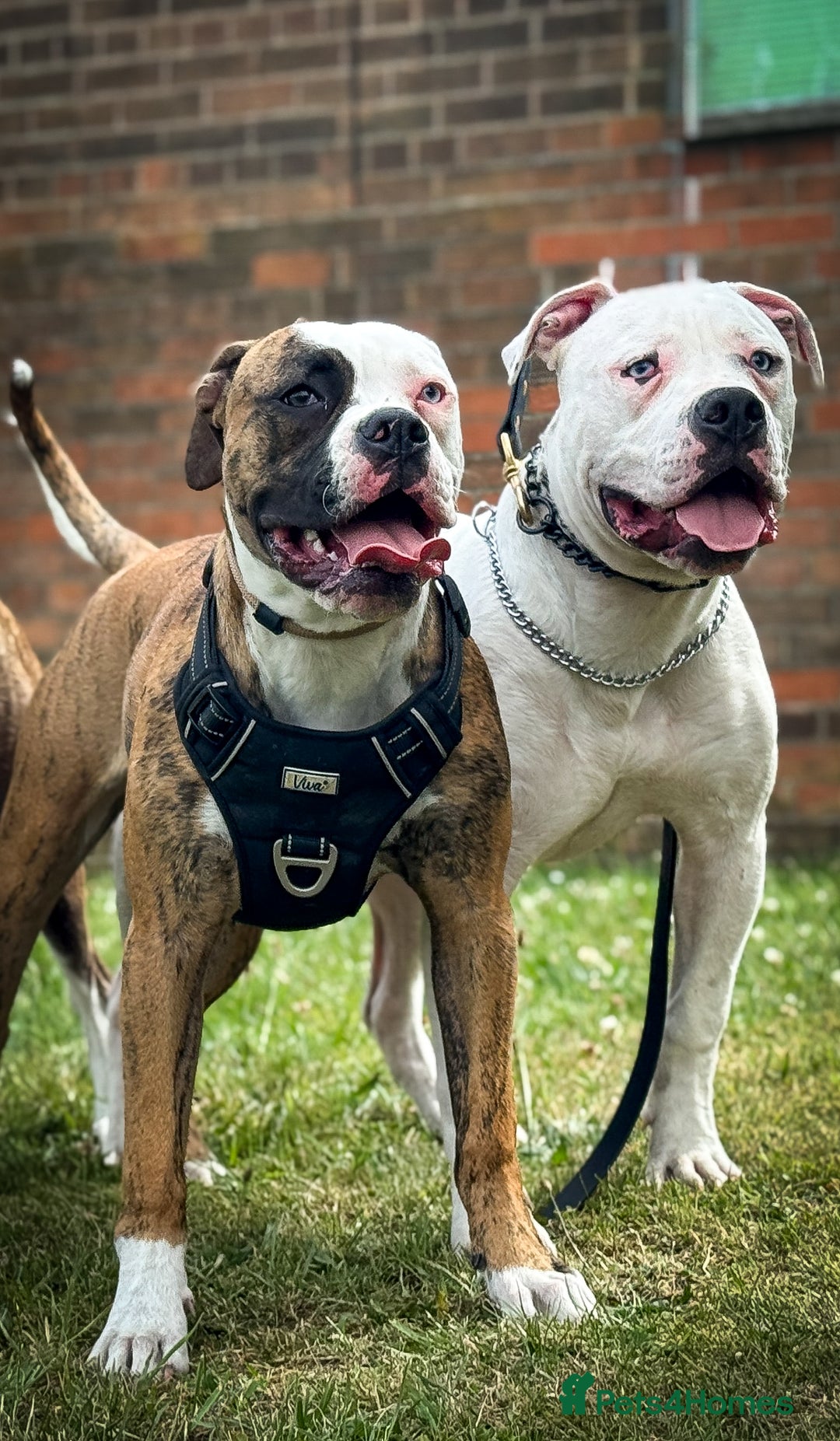 American Bulldog dogs for sale: Male bulldog - Image 10