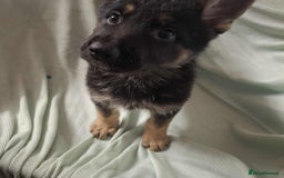 German Shepherd dogs for sale: *Ready Now* Pure Bred German Shepherd Pups - Image 12