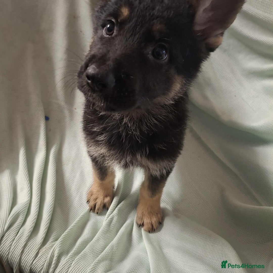German Shepherd dogs for sale: *Ready Now* Pure Bred German Shepherd Pups - Image 12