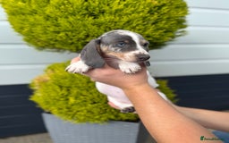 Miniature Dachshund dogs for sale: Miniature Dachshund Puppies (Licensed Breeder) - Image 16