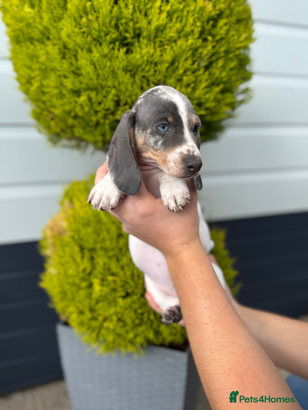 Miniature Dachshund dogs for sale: Miniature Dachshund Puppies (Licensed Breeder) - Image 16