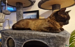 Tonkinese cats for sale: Beautiful Tonkinese Boy - Cappuccino - Image 9