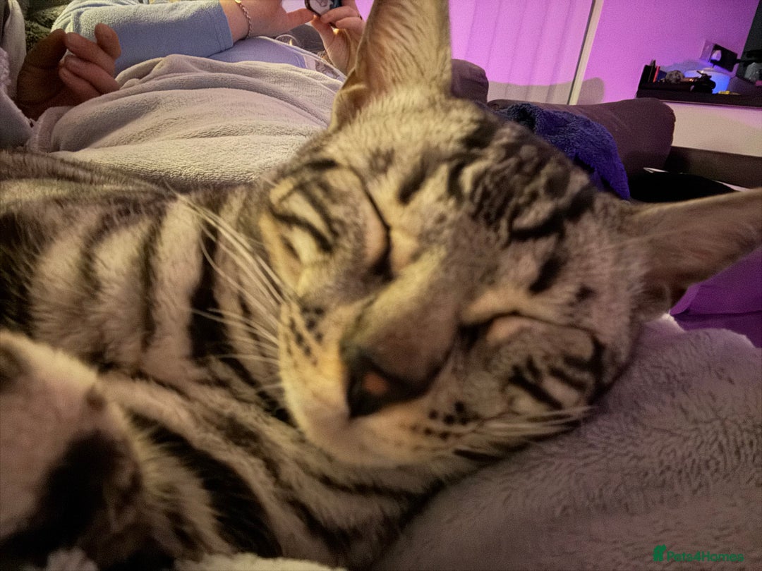 Bengal cats for sale: Silver rosetted Bengal🐆 - Image 9