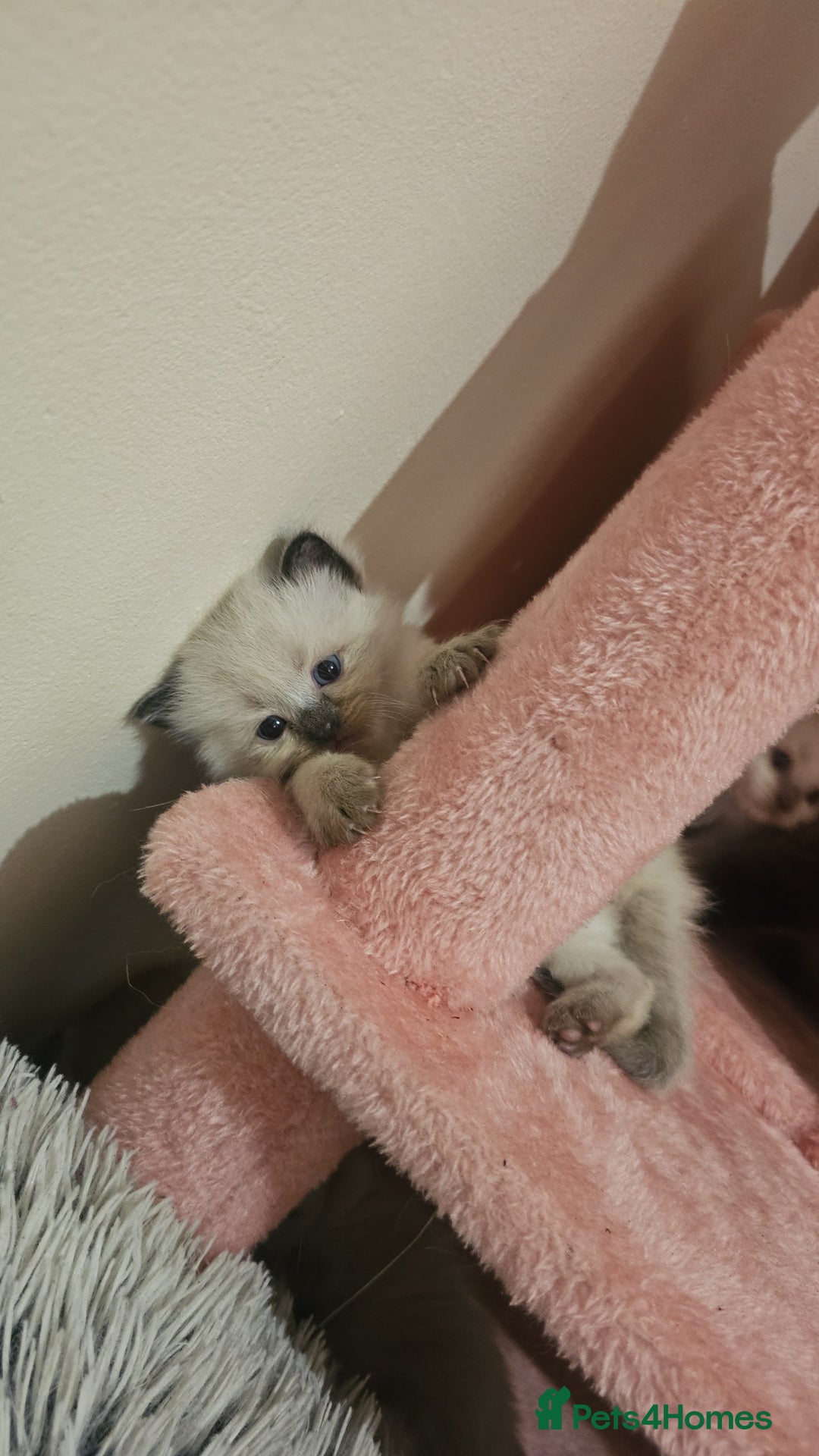 Ragdoll cats for sale: *READY TO LEAVE Beautiful Ragdoll kittens for sale - Image 9