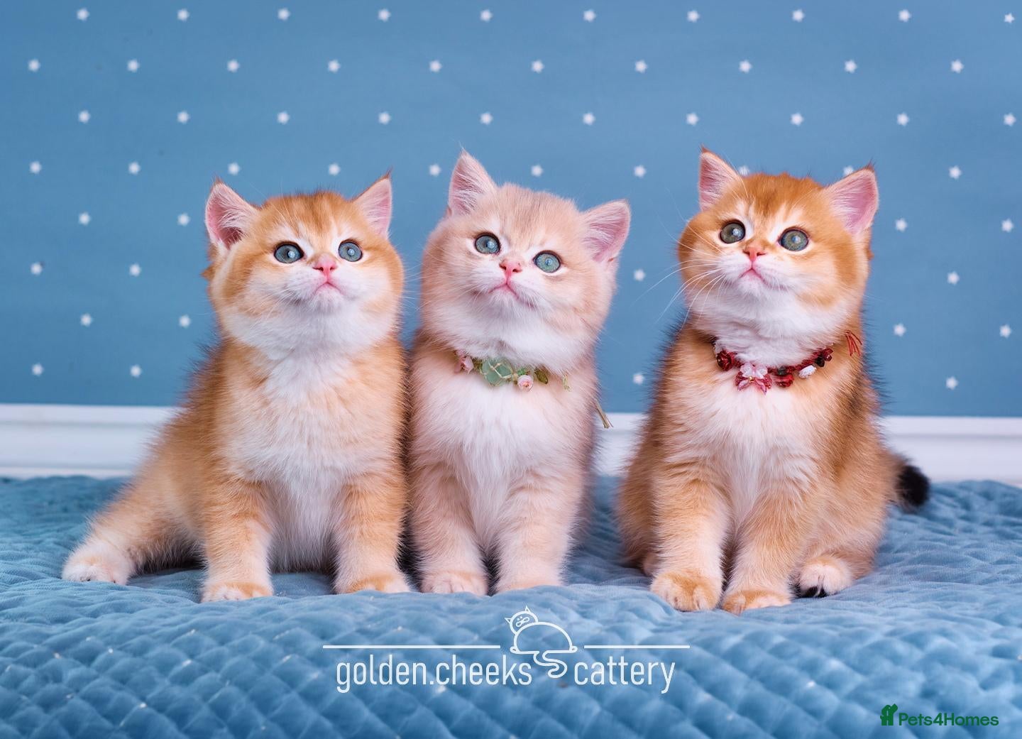 British Shorthair cats for sale: British Shorthair - Raised with Love and Care ❤️ - Advert 10