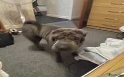 Shar Pei dogs for sale: Blue shar pei needing new home  - Image 6