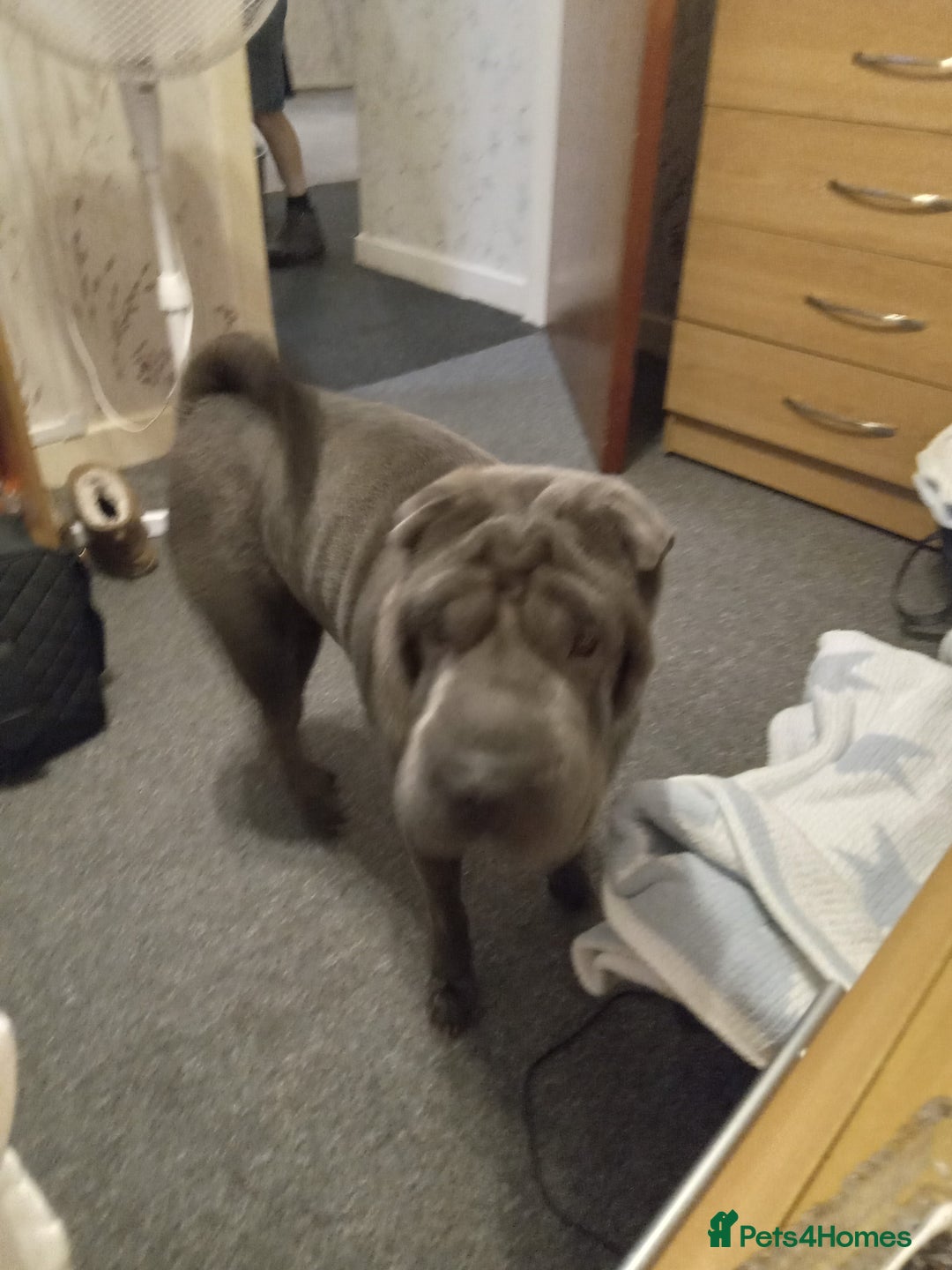 Shar Pei dogs for sale: Blue shar pei needing new home  - Image 6