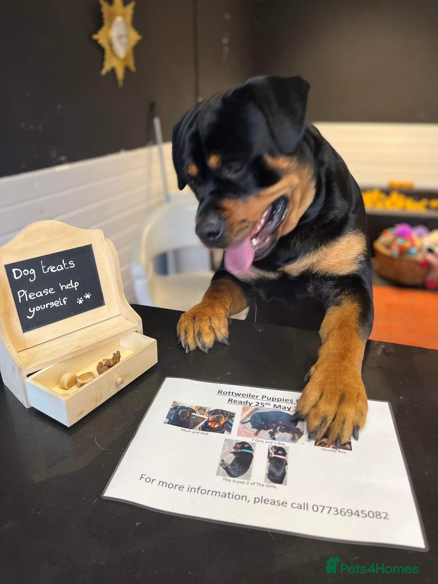 Rottweiler dogs Bruno the Rottweiler Stud Services in Wrexham - Advert 1