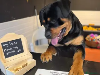 Rottweiler dogs Bruno the Rottweiler Stud Services in Wrexham - Advert 16