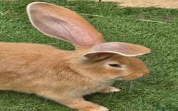 Continental Giant rabbits for sale: Giant Flemish Buck - Image 7