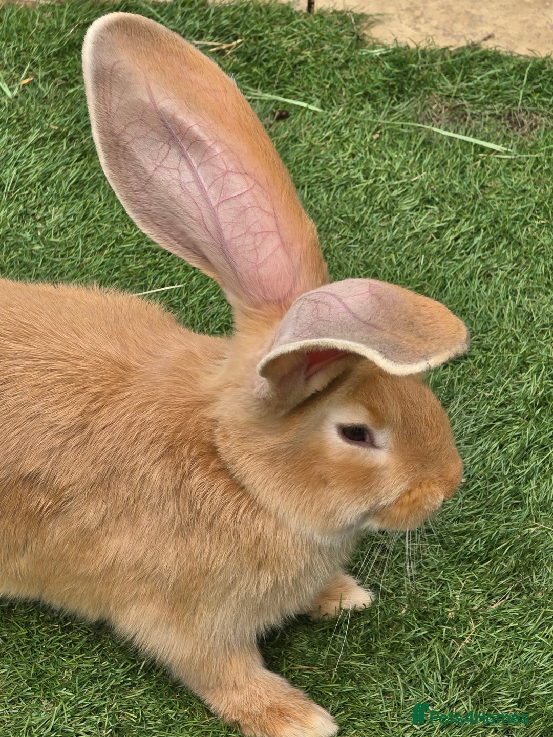 Continental Giant rabbits for sale: Giant Flemish Buck - Image 7