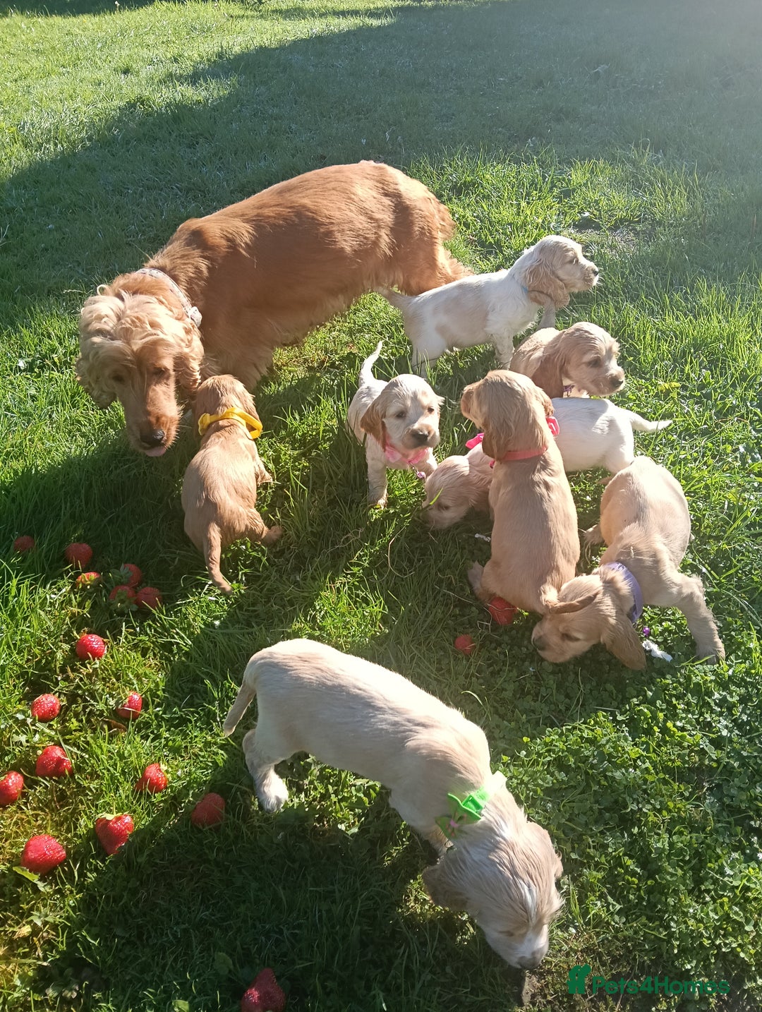 Cocker Spaniel dogs for sale: ❤️Adorable Quality Show Type Cocker Spaniels 🩵 - Image 4