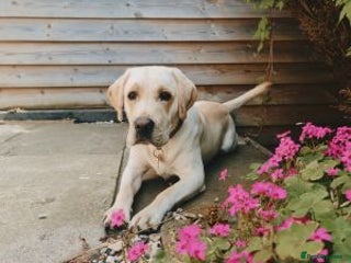 Labrador Retriever dogs for sale - Advert 1