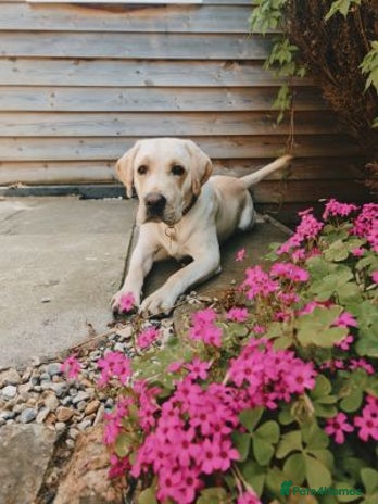 Labrador Retriever dogs - Advert 4