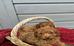 Toy Poodle dogs for sale: Toy poodle puppies looking for their forever home  - Image 7