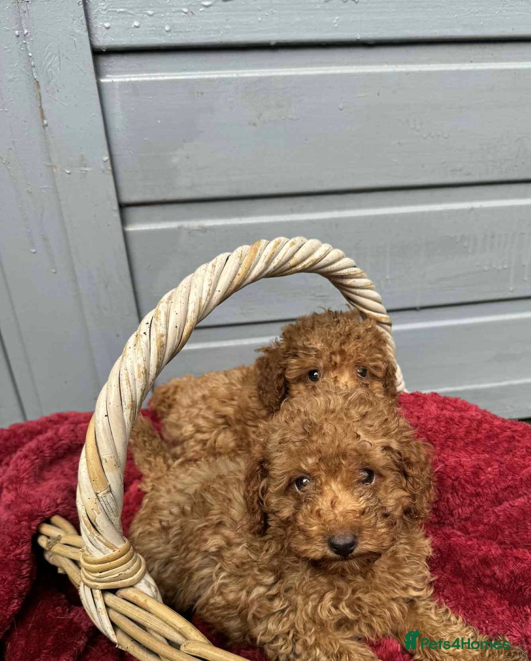 Toy Poodle dogs for sale: Toy poodle puppies looking for their forever home  - Image 7
