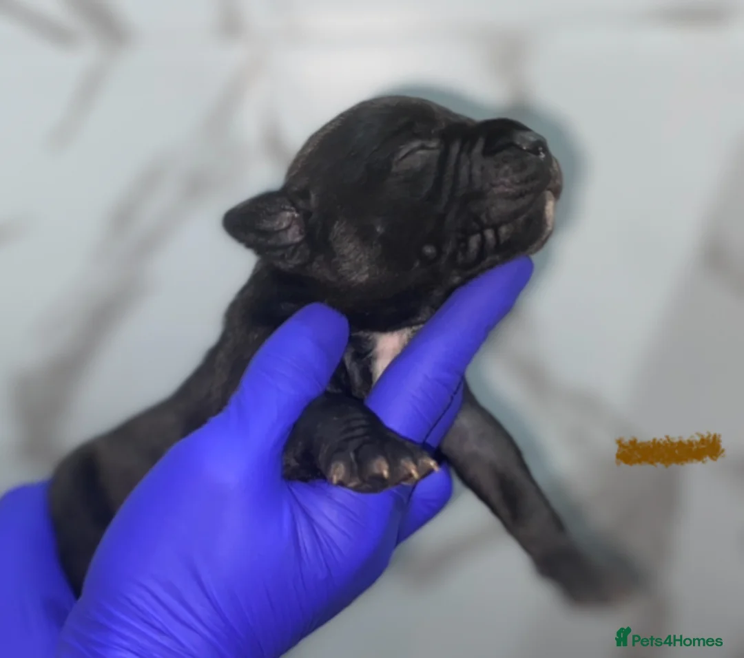 Staffordshire Bull Terrier dogs for sale: Last boy !!! Price dropped !!! Kassius pup  - Advert 5