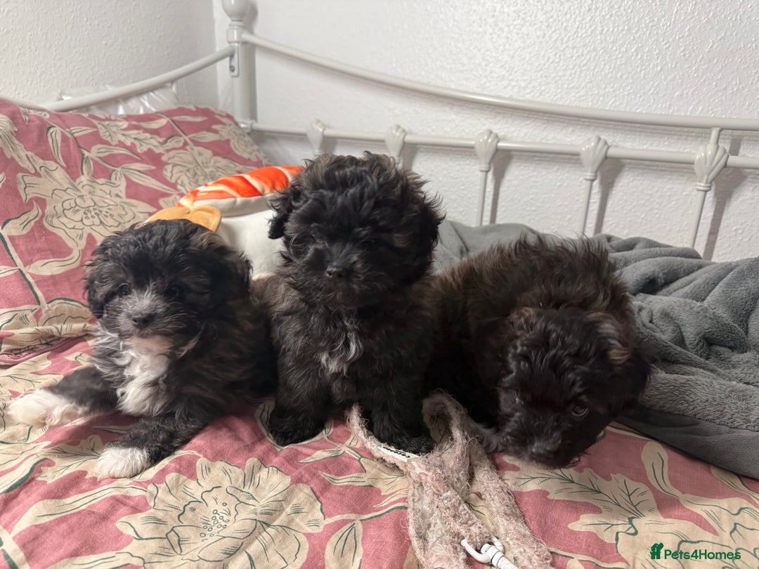 Maltipom dogs for sale: Maltipom puppies  - Advert 12