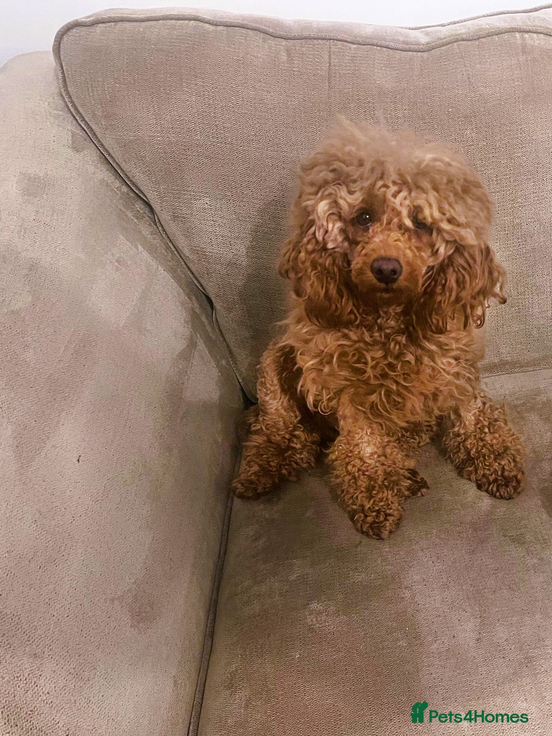Toy Poodle dogs for sale: ⭐Quality KC Toy Poodle⭐ - Advert 1