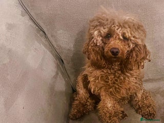 Toy Poodle dogs ⭐Quality KC Toy Poodle⭐ - Advert 7