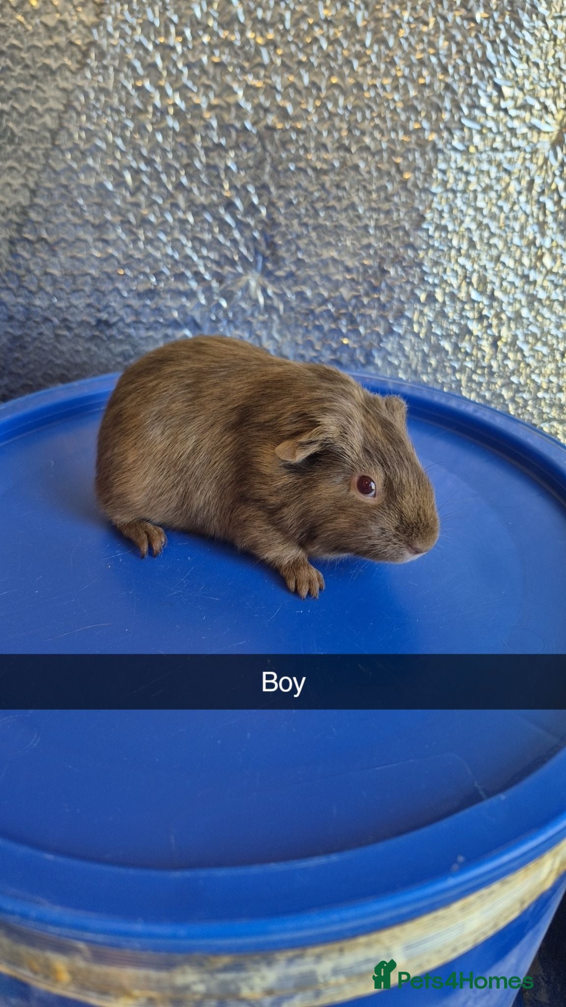 Guinea Pig rodents Baby Guniea Pigs 8 weeks old  - Advert 2