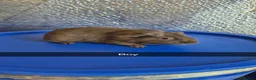 Guinea Pig rodents for sale: Baby Guniea Pigs 8 weeks old  - Advert 2