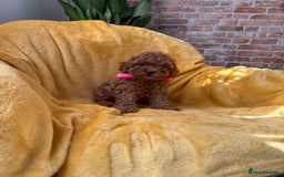 Toy Poodle dogs for sale: 🩵 Red Toy poodle 💫✨ - Image 9