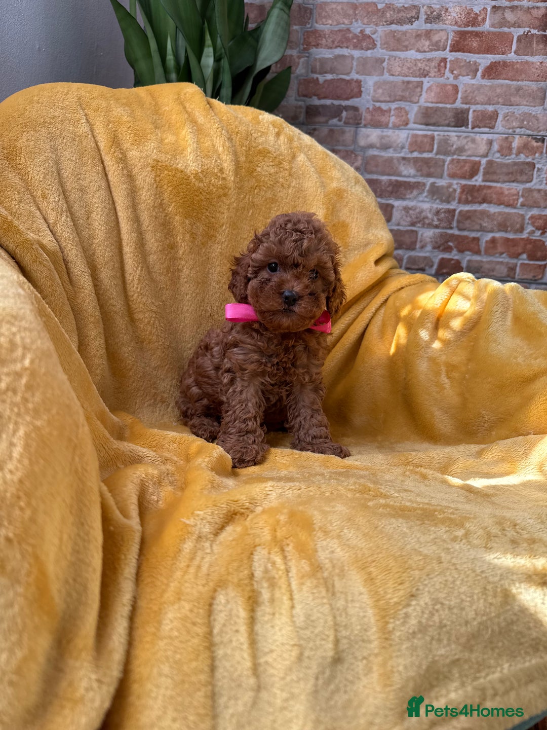 Toy Poodle dogs for sale: 🩵 Red Toy poodle 💫✨ - Image 9